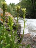 род Pedicularis