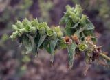 Hyoscyamus niger. Верхушка плодоносящего растения. Ростовская обл., окр. г. Донецк, борт противопожарного водоёма. 14.06.2025.
