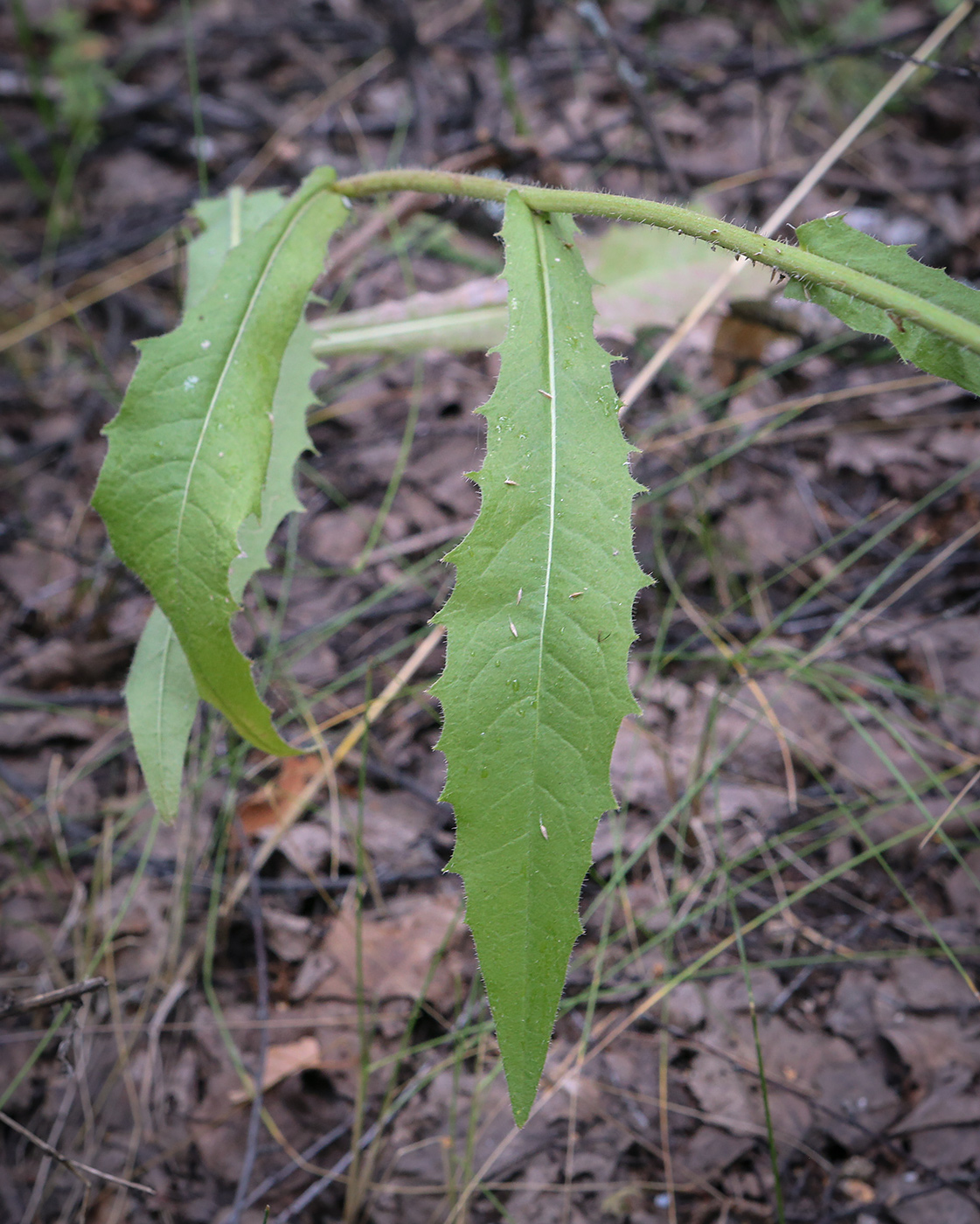 Изображение особи Picris hieracioides.