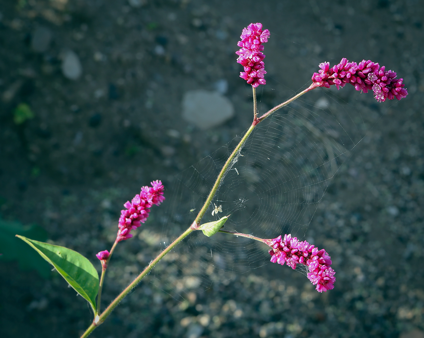Изображение особи Persicaria orientalis.