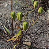 Lilium pensylvanicum. Плодоносящее растение. Хабаровский край, окр. г. Комсомольск-на-Амуре, граница смешанного леса и просеки ЛЭП. 08.08.2025.
