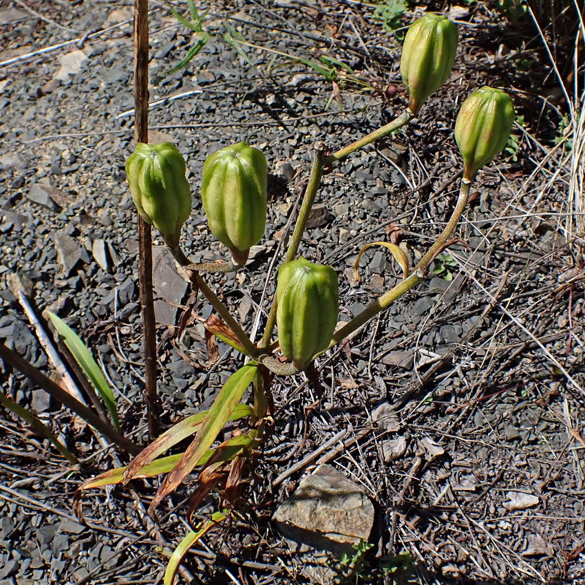 Изображение особи Lilium pensylvanicum.