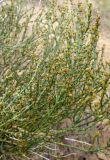 Arthrophytum balchaschense