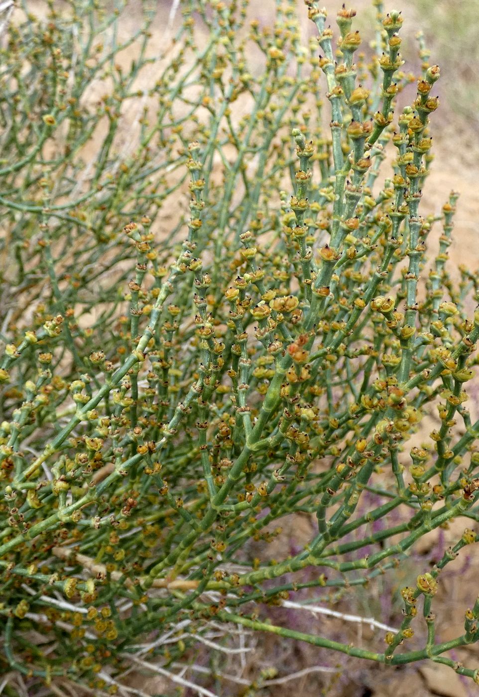 Изображение особи Arthrophytum balchaschense.