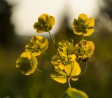 Bupleurum longifolium ssp. aureum