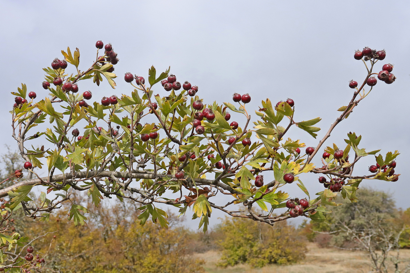 Изображение особи Crataegus &times; tournefortii.