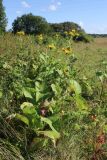 Inula helenium