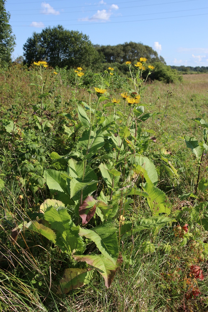 Image of Inula helenium specimen.