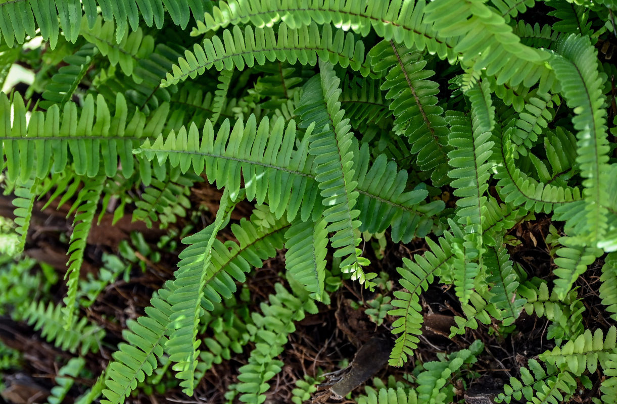 Image of Nephrolepis cordifolia specimen.