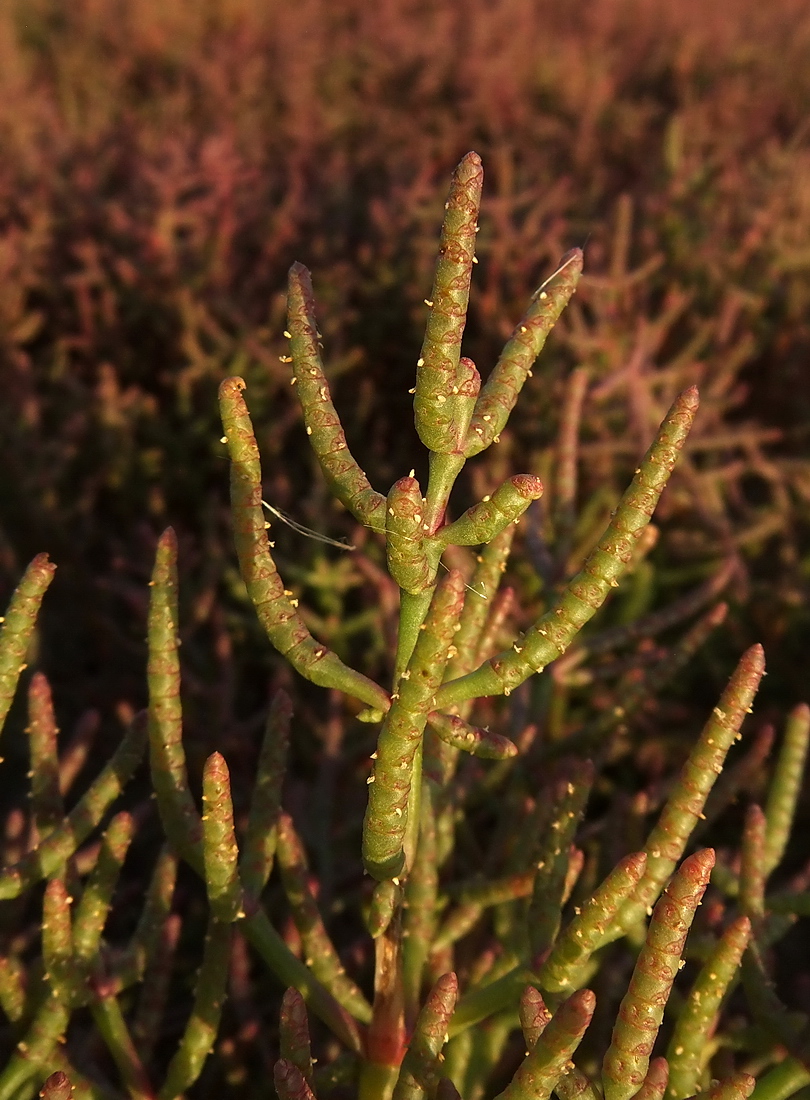 Image of Salicornia perennans specimen.