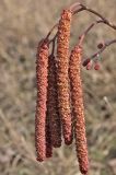 Смотреть изображение Alnus glutinosa
