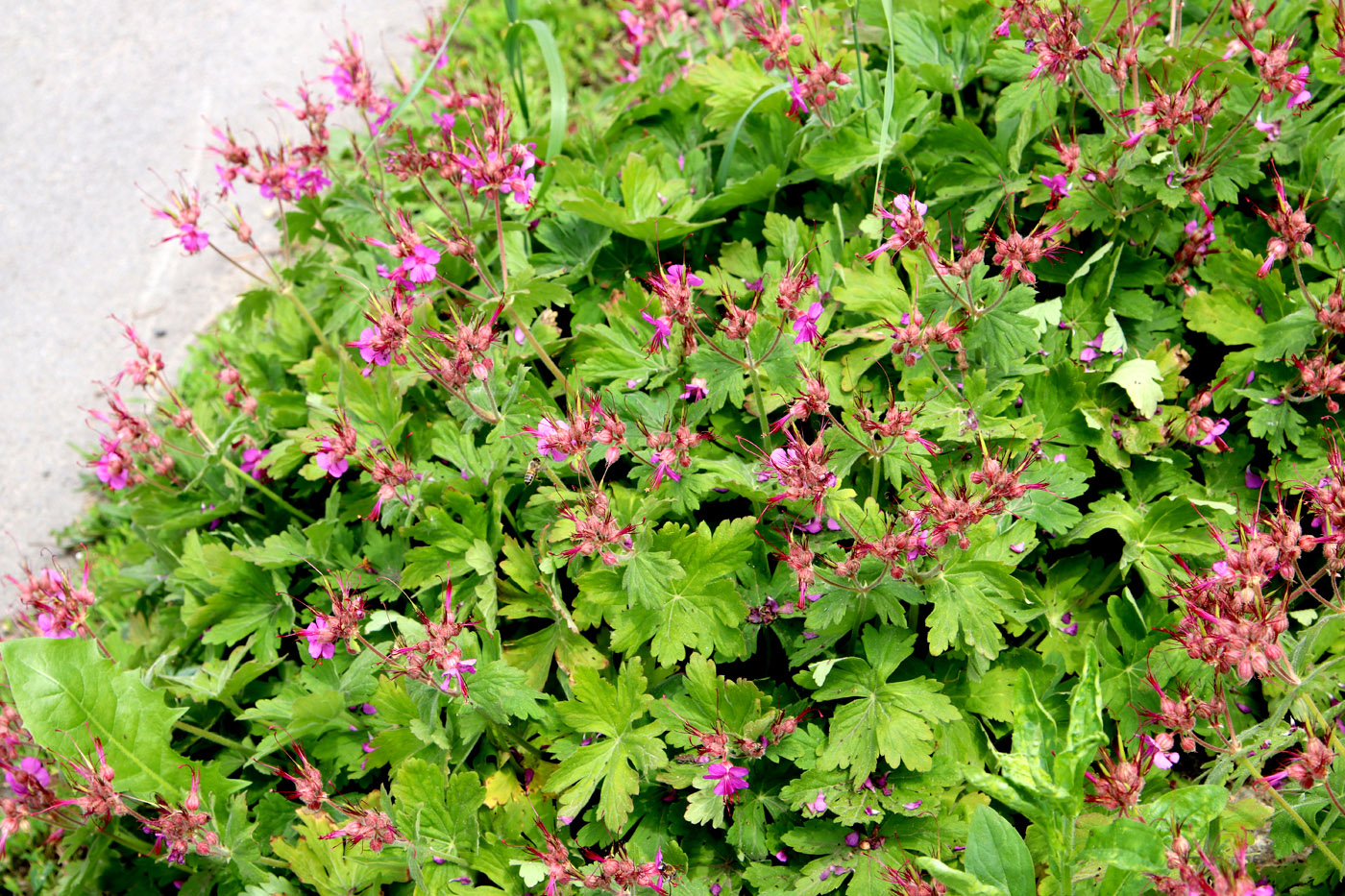 Image of Geranium macrorrhizum specimen.