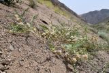 Astragalus vulpinus. Плодоносящее растение. Казахстан, Алматинская обл., хр. Торайгыр, каньон по левому берегу р. Чарын в 3 км к с.-з. от ур. Куртогай, крутой осыпной мелкозёмистый склон. 7 июня 2025 г.
