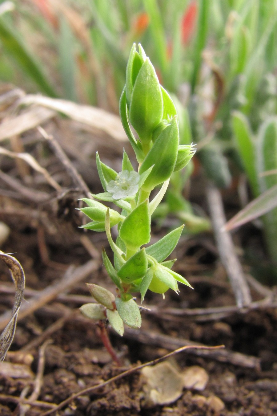 Изображение особи Asterolinon linum-stellatum.