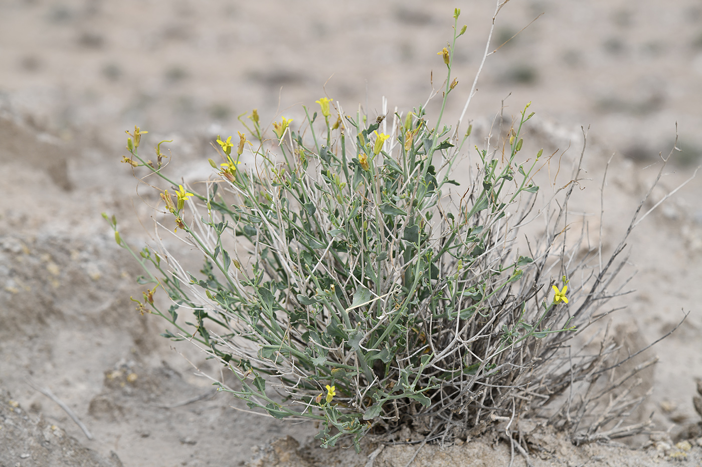 Image of Sisymbrium isfarense specimen.