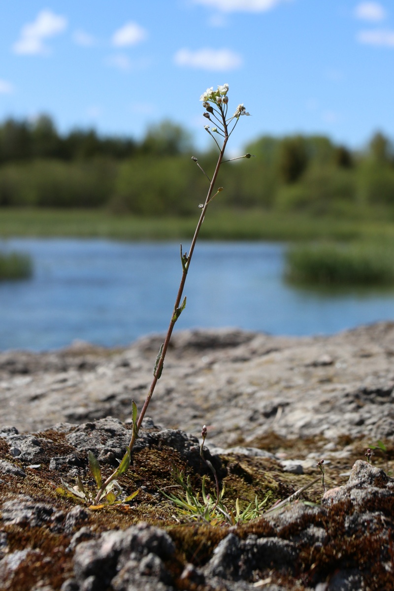 Изображение особи Capsella bursa-pastoris.