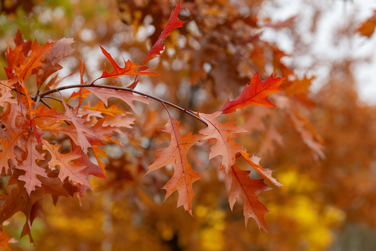 Изображение особи Quercus rubra.