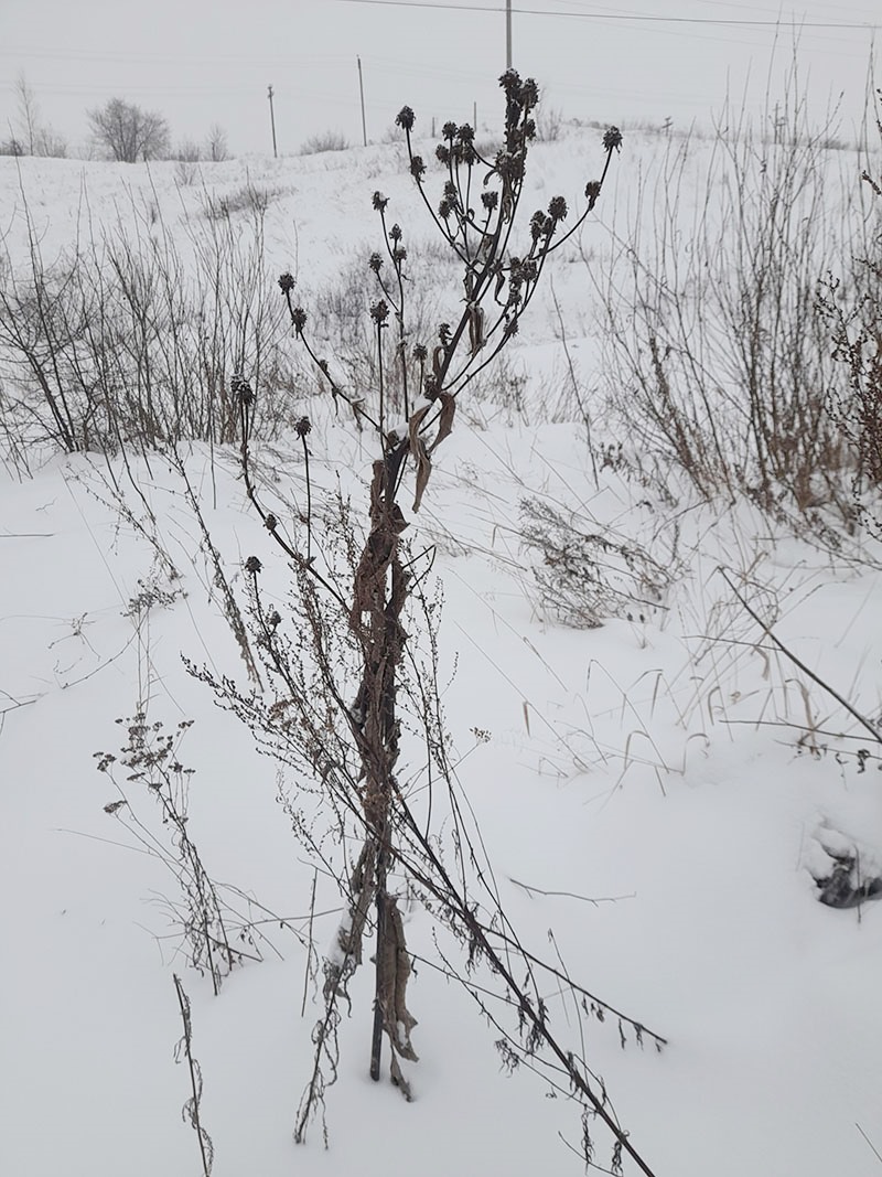 Изображение особи Inula helenium.