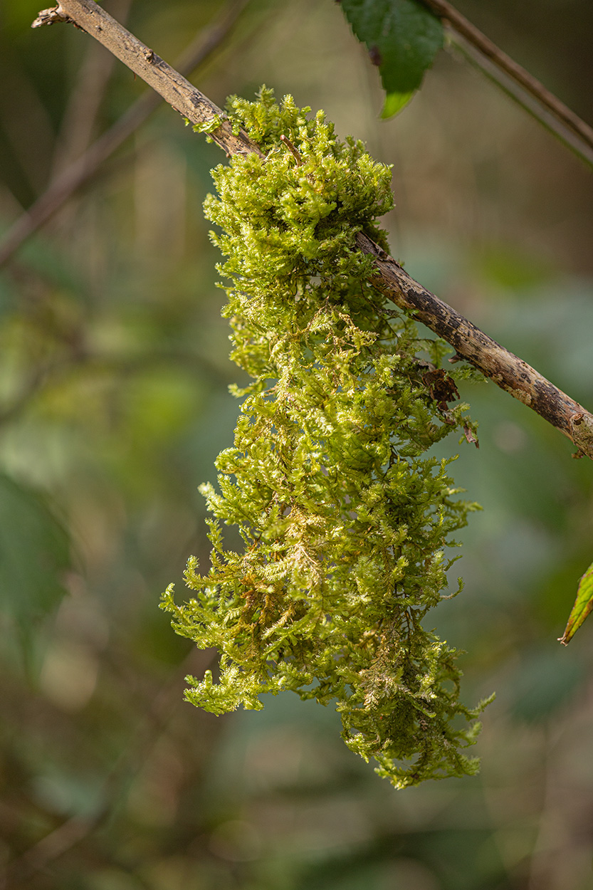 Image of Neckera crispa specimen.