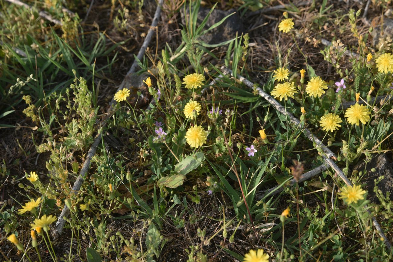 Изображение особи семейство Asteraceae.