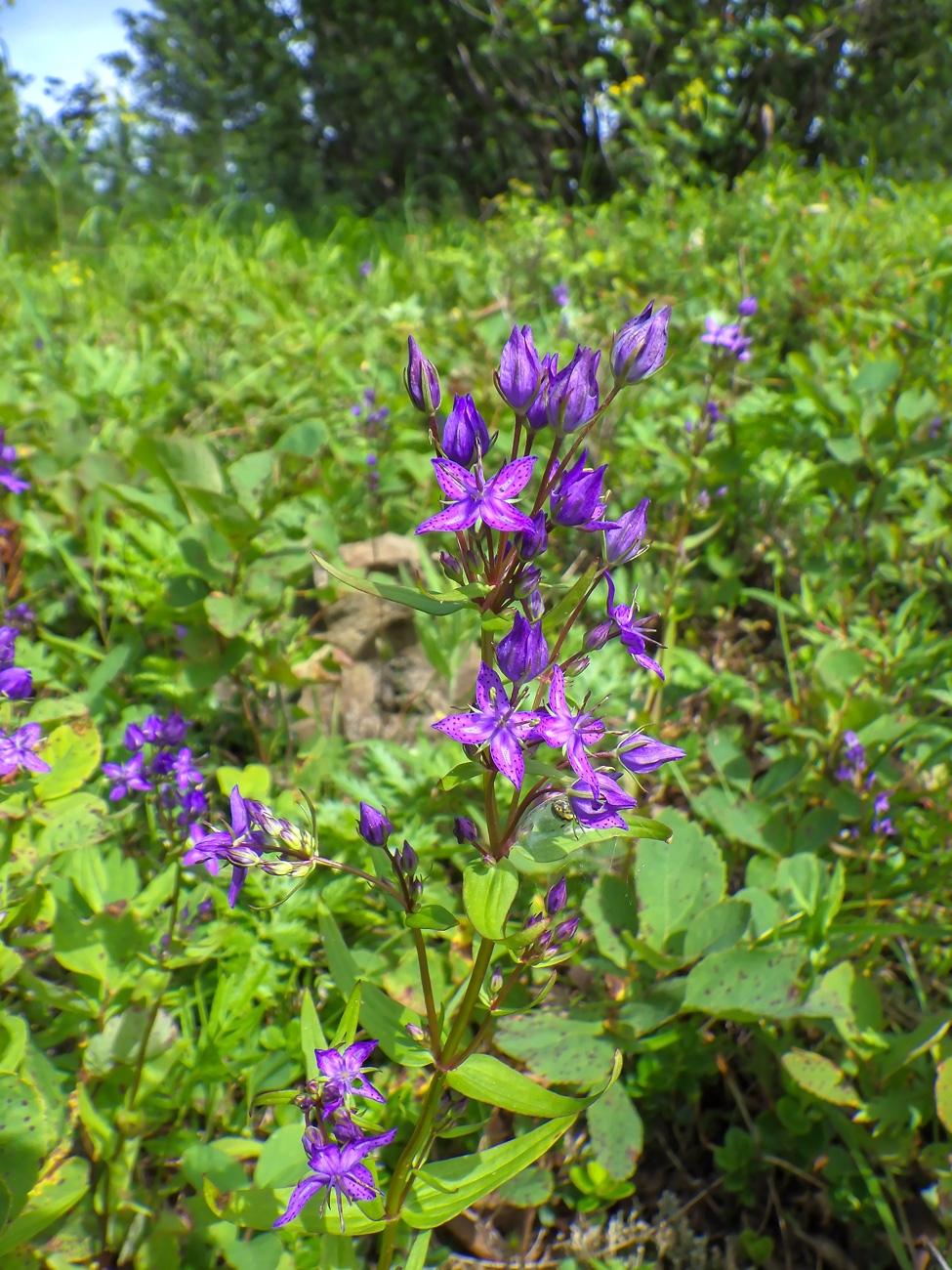 Изображение особи Ophelia tetrapetala.