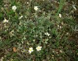 genus Helianthemum