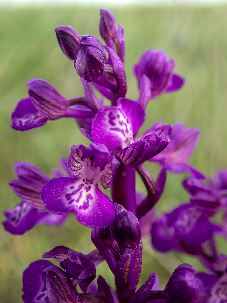 Image of Anacamptis morio ssp. caucasica specimen.