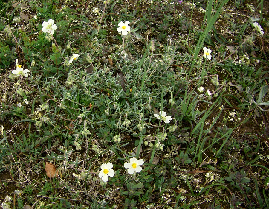 Image of genus Helianthemum specimen.