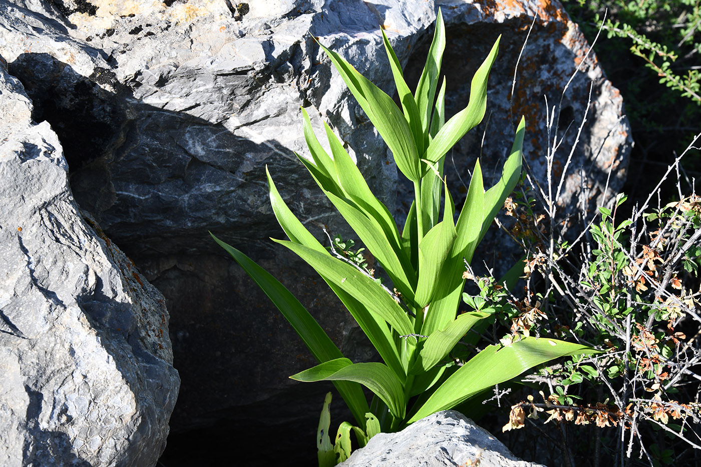 Image of Fritillaria eduardii specimen.