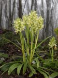 Dactylorhiza подвид georgica