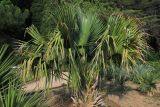Sabal palmetto. Вегетирующее молодое растение с соцветием. Южный берег Крыма, окр. г. Ялта, Никитский ботанический сад.