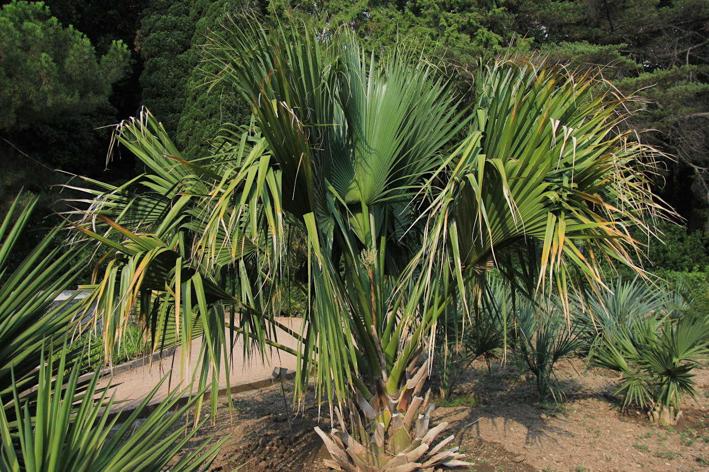 Изображение особи Sabal palmetto.