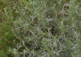 род Artemisia. Верхушки вегетирующих растений. Грузия, край Самцхе-Джавахети, Аспиндзский муниципалитет, 1,5 км ниже ур. Тавкветула, прав. берег р. Кура, луг. 29 мая 2025 г.