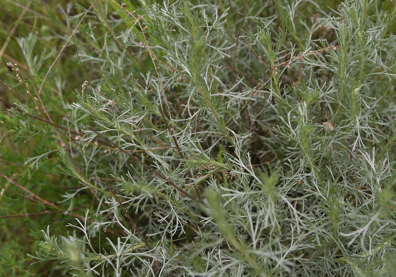Изображение особи род Artemisia.