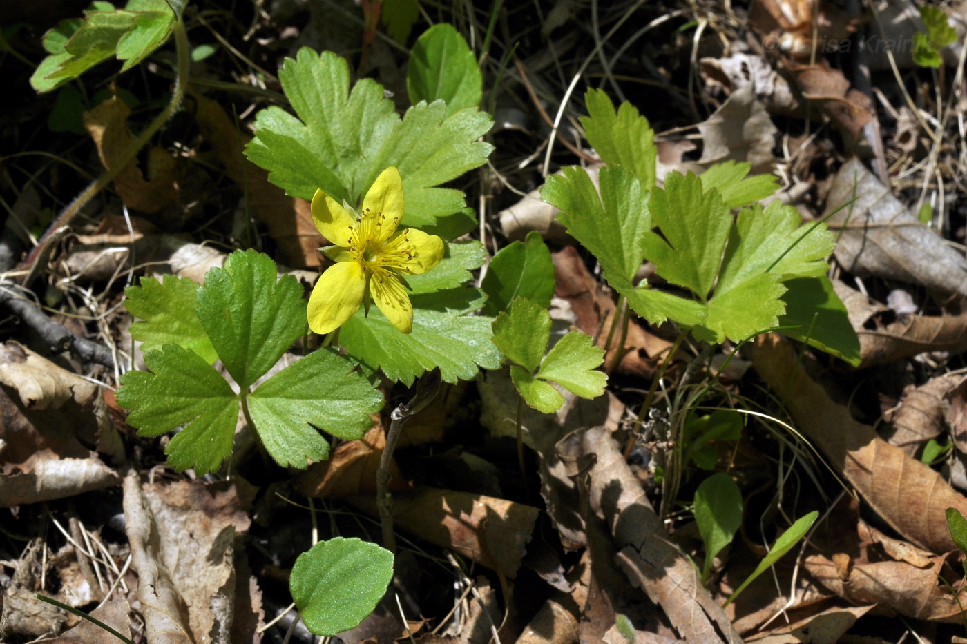 Изображение особи Waldsteinia ternata ssp. maximowicziana.