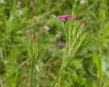 Dianthus acantholimonoides. Верхушки побегов с соцветиями с цветком и бутонами. Краснодарский край, Крымский р-н, окр. станицы Неберджаевская, ур. Темрючки, грабинниково-пушистодубовое редколесье, большая закустаренная каменистая поляна. 20.06.2026.
