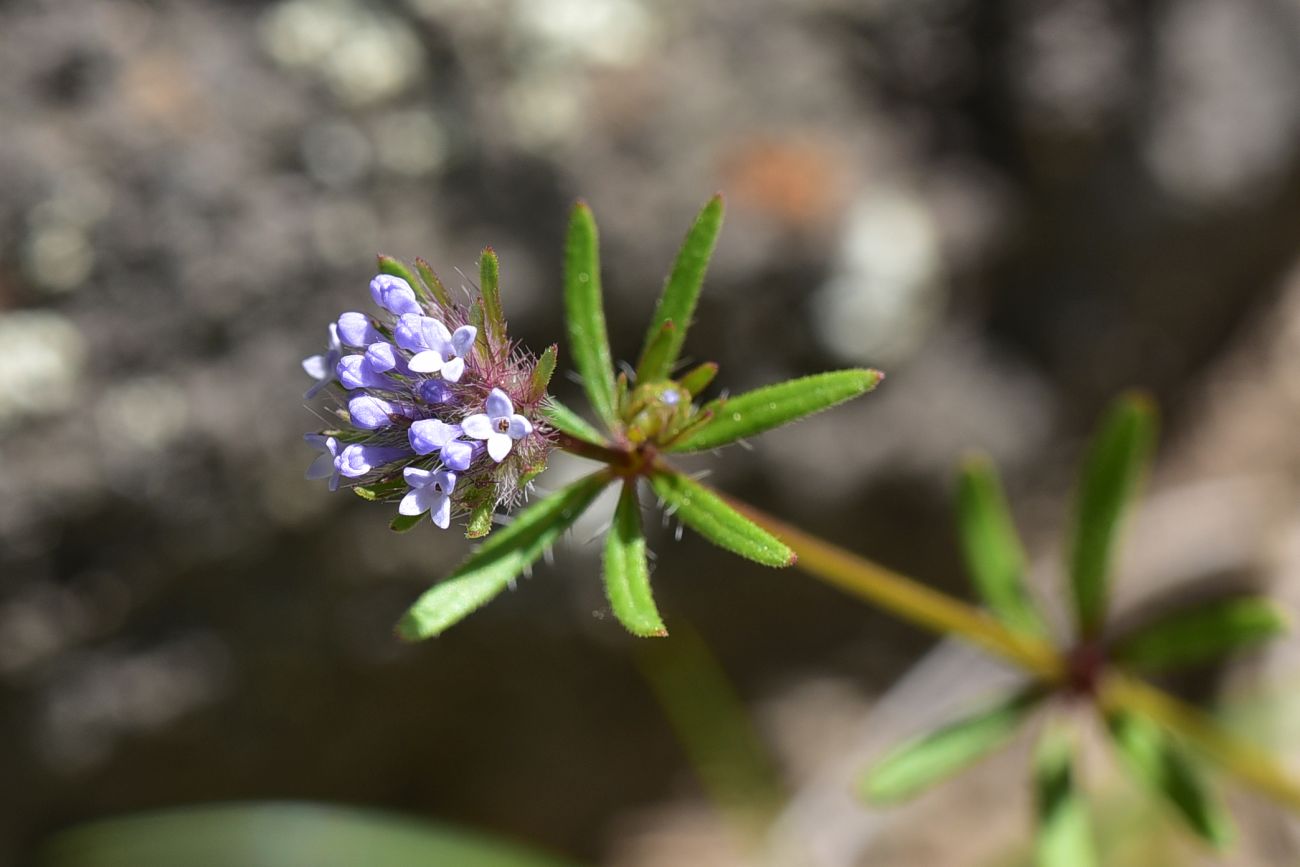 Image of Asperula arvensis specimen.