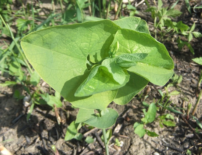 Изображение особи Aristolochia clematitis.