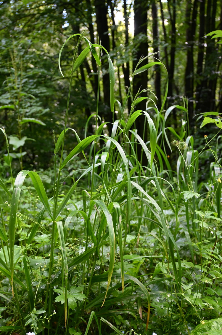 Изображение особи Festuca gigantea.