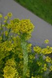 Bunias orientalis. Цветущий фасциированный побег. Псков, наб. р. Великая, между укрепляющими берег булыжниками. 07.06.2025.