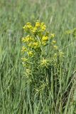 род Euphorbia. Цветущее растение. Татарстан, окр. с. Камское Устье, дол. р. Волга, опушка смешанного леса (с преобладанием Pinus и Betula) у края скошенного поля, разнотравно-злаковый луг. 01.06.2026.
