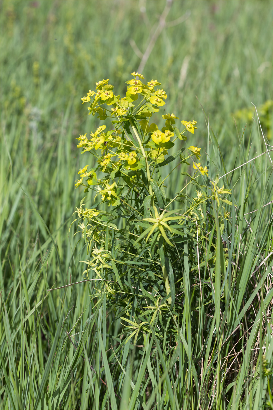 Image of genus Euphorbia specimen.