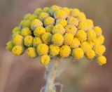 Pseudohandelia umbellifera. Плоды. Узбекистан, Джизакская обл., хр. Нуратау, южные предгорья, басс. Нарвансая, окр. кишлака Исари, на адырных участках с серозёмными почвами., ок. 870 м н.у.м. 13.05.2025.