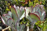 Cotyledon orbiculata. Верхушка растения с развивающимся соцветием. ЮАР, Западно-Капская пров., мыс Доброй Надежды, скалистый закустаренный склон, обрывающийся в океан. 27 ноября 2014 г.