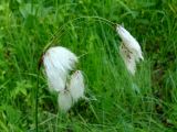 Eriophorum komarovii. Верхушка плодоносящего растения. Хабаровский край, г. Комсомольск-на-Амуре, ООПТ \"Кедрово-тисовая роща\", на лыжной трассе. 02.07.2026.