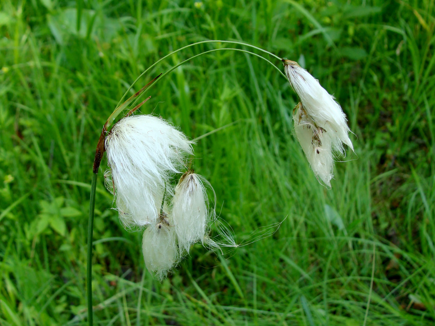 Image of Eriophorum komarovii specimen.