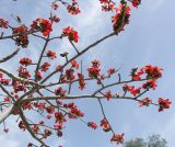 Bombax ceiba. Часть кроны цветущего дерева. Израиль, г. Кирьят-Оно, уличное озеленение. 16.03.2008.