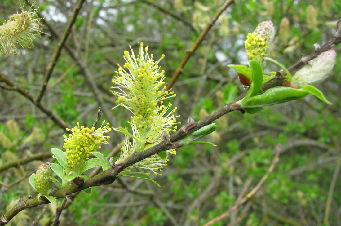 Image of Salix phylicifolia specimen.