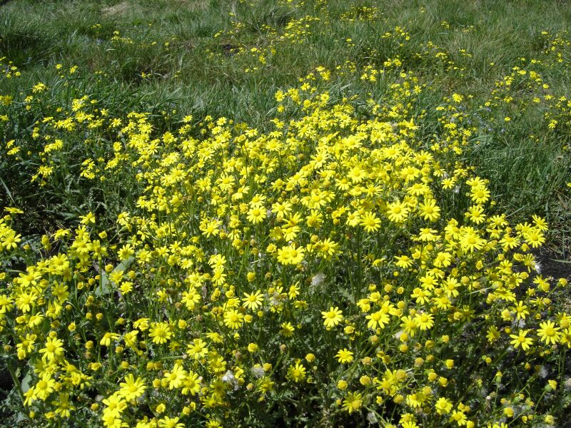 Изображение особи Senecio vernalis.