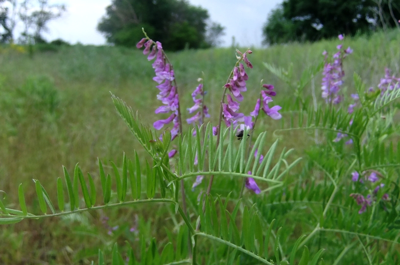 Изображение особи Vicia tenuifolia.